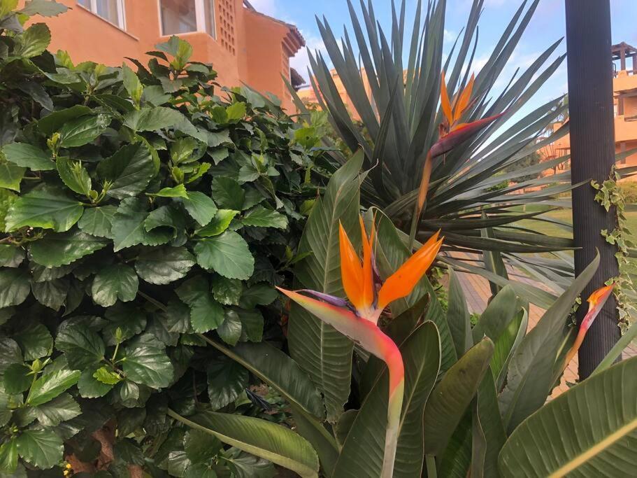Schoenes Penthouse Mit Meerblick Pura Vida Apartamento